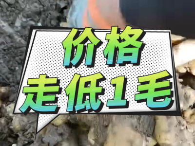 4月25日 安丘黑埠子（價(jià)格落1毛） (49播放)