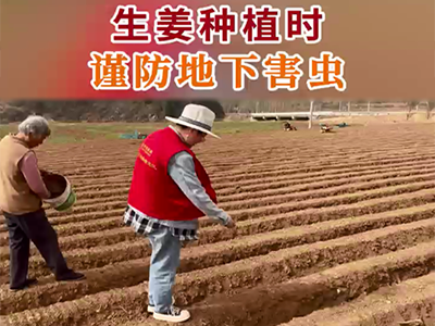 生姜種植時謹防地下害蟲 (43播放)