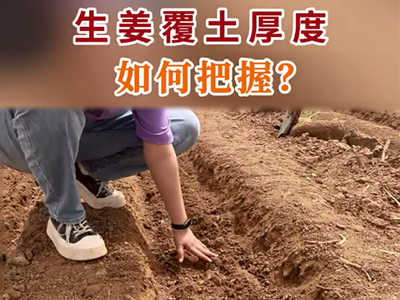 生姜覆土厚度如何把握？ (70播放)
