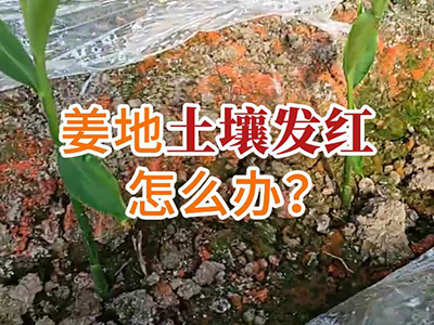 姜地土壤發(fā)紅怎么辦？ (42播放)