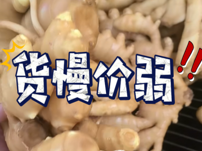 4月26日 生姜價格行情（貨慢價弱） (72播放)