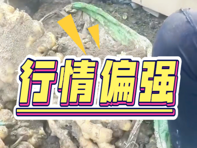 4月28日 安丘黑埠子（行情偏強） (51播放)