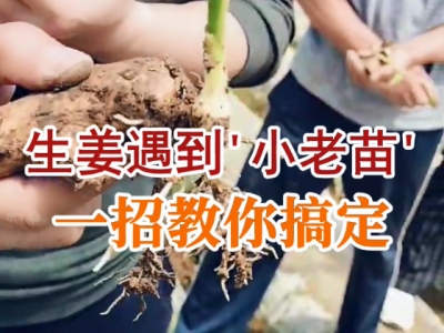 生姜遇到“小老苗”一招教你搞定 (58播放)