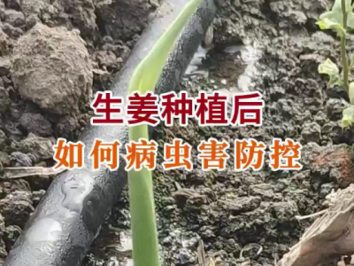 生姜種植后 如何病蟲害防控？ (73播放)