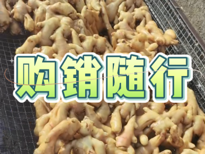 4月29日 生姜價(jià)格行情（購(gòu)銷隨行） (53播放)