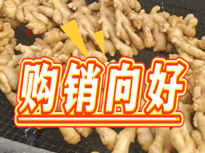 4月30日 生姜價(jià)格行情（購(gòu)銷向好） (72播放)