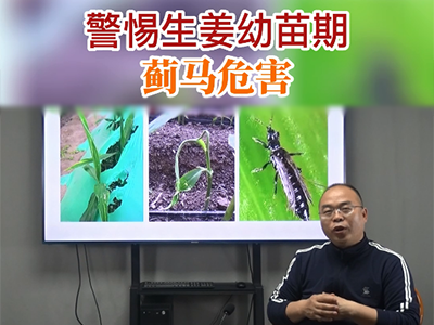 警惕生姜幼苗期薊馬危害 (54播放)