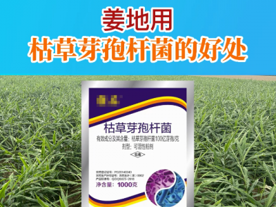姜地用枯草芽孢桿菌的好處 (26播放)