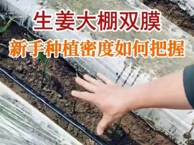 生姜大棚雙膜新手種植密度如何把握？ (58播放)