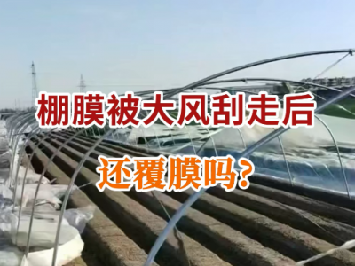 棚膜被大風刮走后還覆膜嗎？ ()