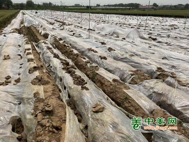 河南大風(fēng)刮棚1
