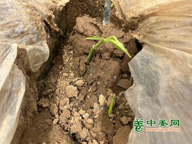 河南大風(fēng)刮棚2