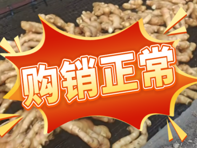 5月5日 生姜價格行情（購銷正常） (74播放)