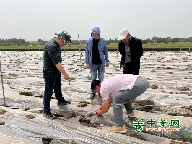 河南大風(fēng)刮棚3