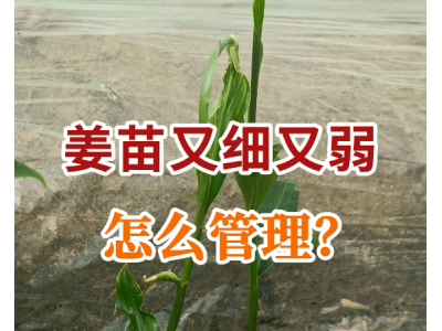 姜苗又細又弱怎么管理？
