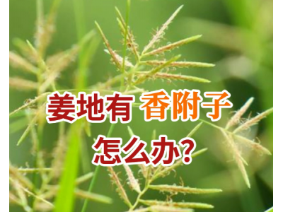 姜地有香附子怎么辦？ ()