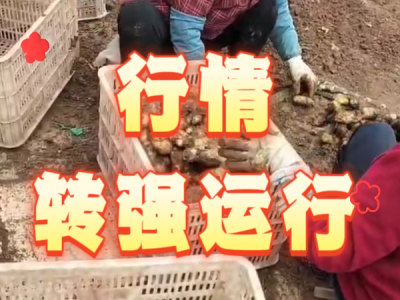 5月6日 安丘黑埠子（行情轉強運行）