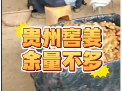 25.5.7南方姜(貴州)