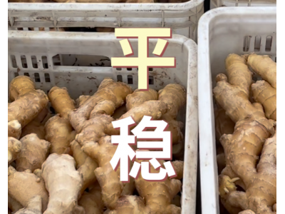 5月7日 生姜價格行情（平穩）