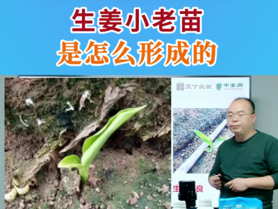 生姜小老苗是怎么形成的？ (52播放)