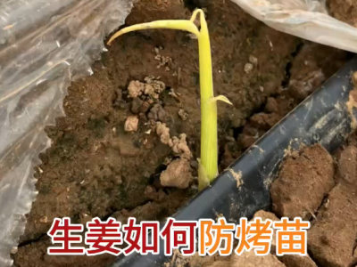 生姜如何防烤苗？ (47播放)