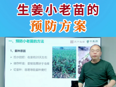 生姜小老苗的預防方案 (51播放)