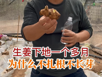 生姜下地一個多月 為什么不扎根不長芽？ (29播放)