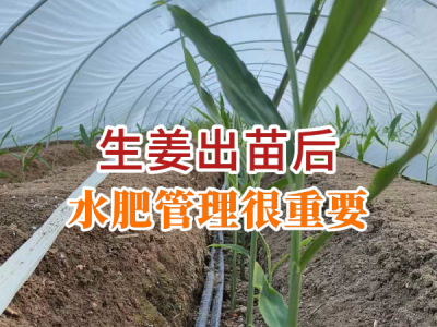 生姜出苗后 水肥管理很重要 (51播放)