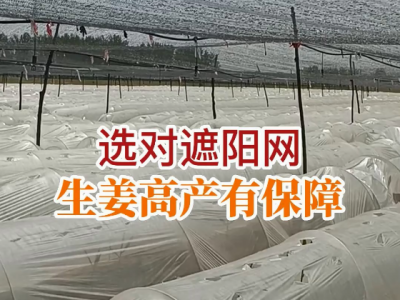 選對遮陽網 生姜高產有保障 (44播放)
