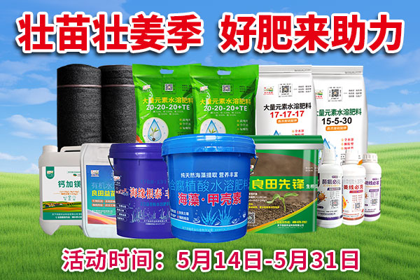 壯苗壯姜季 好肥來助力