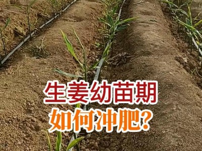 生姜幼苗期如何沖肥？ (49播放)