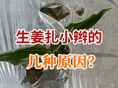 生姜“扎小辮”的幾種原因？ (53播放)