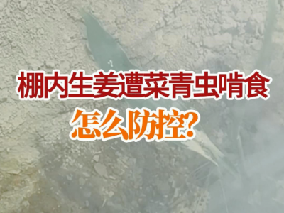 棚內生姜遭菜青蟲啃食怎么防控？ (53播放)