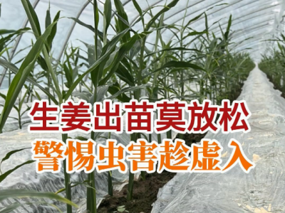 生姜出苗莫放松 警惕蟲害趁虛入 (45播放)