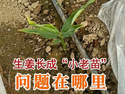 生姜長(zhǎng)成“小老苗”問(wèn)題在哪里？ (44播放)