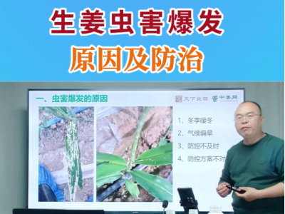 生姜蟲害爆發(fā)原因及防治 (57播放)