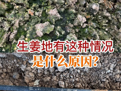 生姜地有這種情況是什么原因？ (42播放)