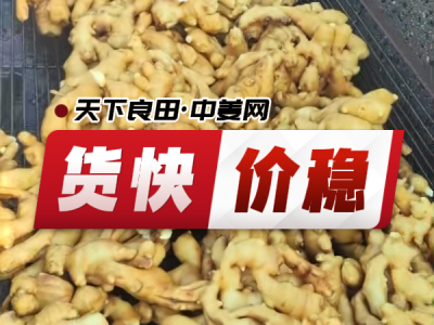 5月20日 生姜價格行情（貨快價穩(wěn)） (40播放)