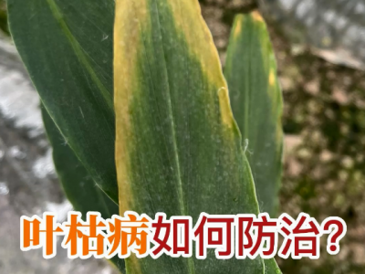 生姜葉枯病如何防治？ (37播放)