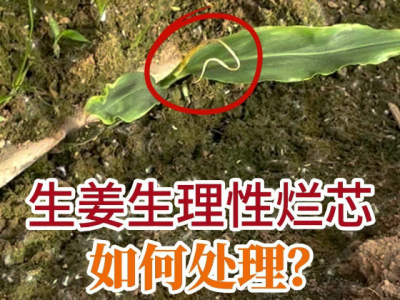 生姜生理性爛芯如何處理？ (39播放)