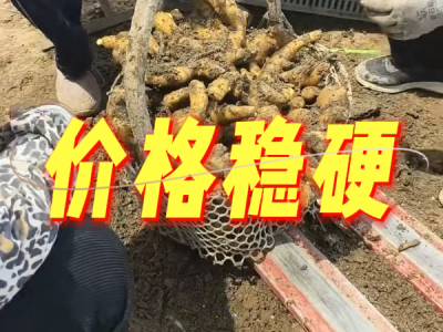 5月21日 安丘黑埠子（價格穩硬） (55播放)