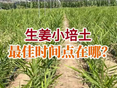 生姜小培土最佳時間點在哪？ (37播放)