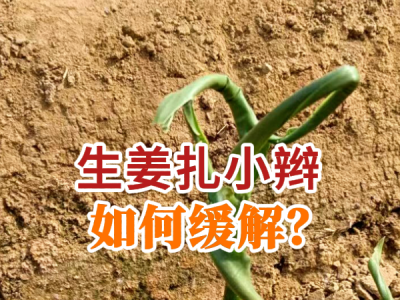 生姜扎小辮如何緩解？ (40播放)