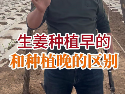 生姜種植早的和種植晚的區別 (43播放)