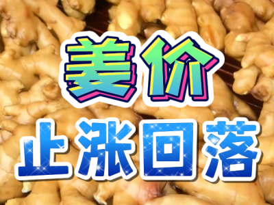 5月22日 生姜價格行情（姜價止漲回落） (82播放)