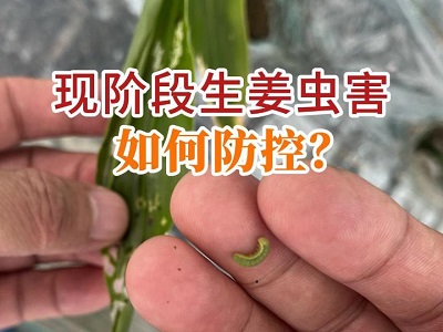 現階段生姜蟲害如何防控？ (43播放)