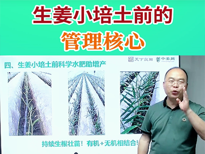 生姜小培土前的管理核心 (44播放)