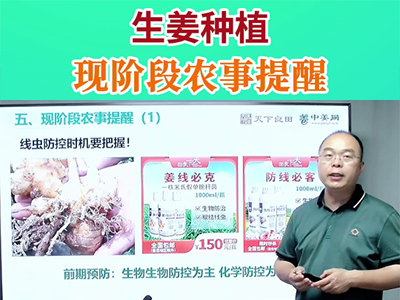 生姜種植現階段農事提醒 (47播放)