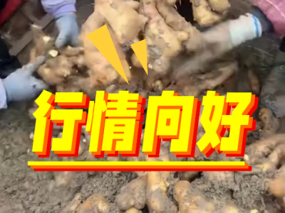 5月24日 安丘黑埠子（行情向好） (77播放)