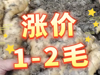 5月26日 安丘黑埠子（漲價1-2毛） (31播放)